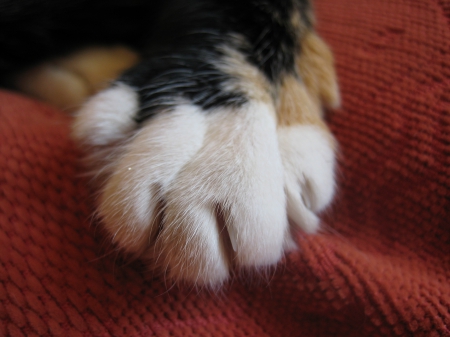 Paw