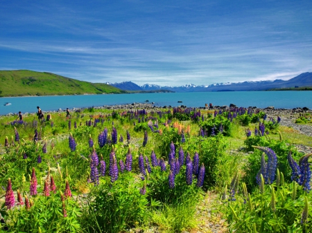 Lake view - pretty, blue, grass, flowers, shore, view, field, lake, nice, sky, clouds, water, beautiful, lovely, freshness, colorful, nature, lupin