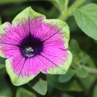 Petunia at Victoria garden