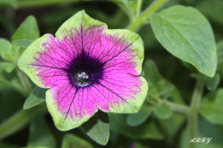 Petunia at Victoria garden - Flowers, Petunia, purple, garden, photography