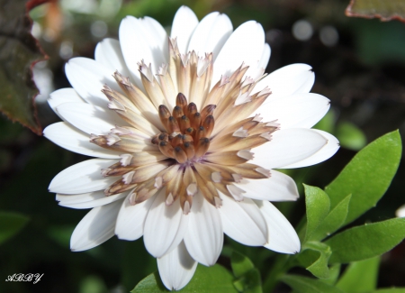 A beautiful day at Victoria garden - white, photography, green, flowers, garden