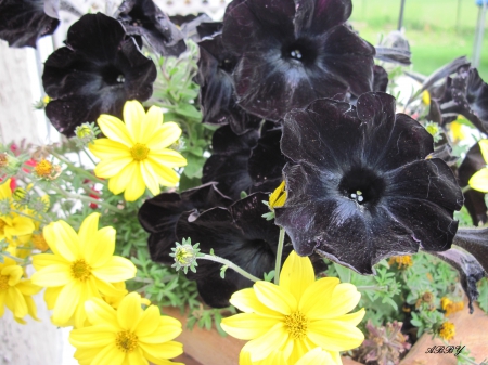 Black Petunias - Black, Flowers, yellow, photography, Petunias