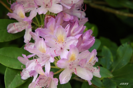 Victoria flowers - pink, photography, green, flowers, garden