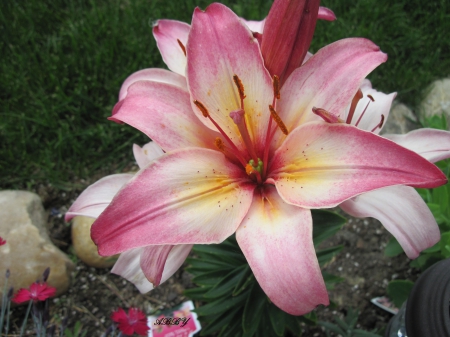 Lily flowers - flowers, garden, lily, photography