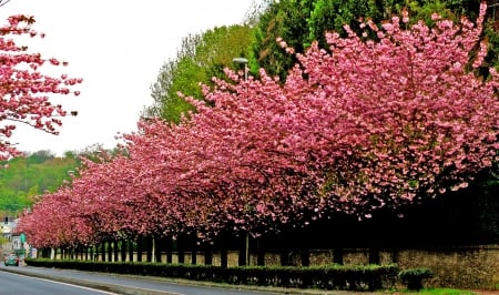 Cherry Blossoms - blooming, street, trees, spring