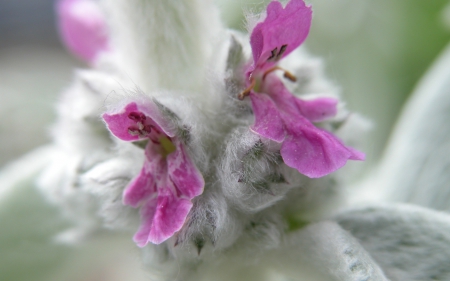 UNIQUE FLOWER - sping, flower, cool, fuzzy, spring, buds, unique, petals, pruple, natural, nature, branch, grey