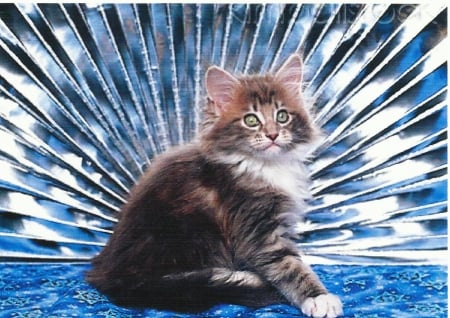 Maine coon cat with fan - maine coon, cute, fan, paws, cat