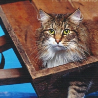 Norwegian forest cat in a wheelbarrow