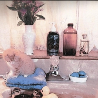 Orange tabby kitten watching a rubber duck