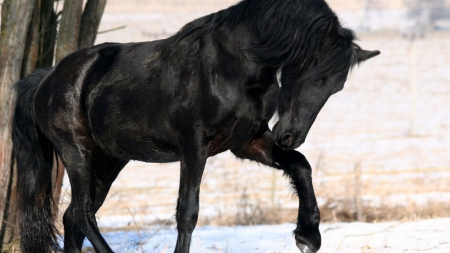 FANTASTIC STALLION - beauty, animals, black, photos, nature, horses, horse, cool, wild, beautiful, stallion