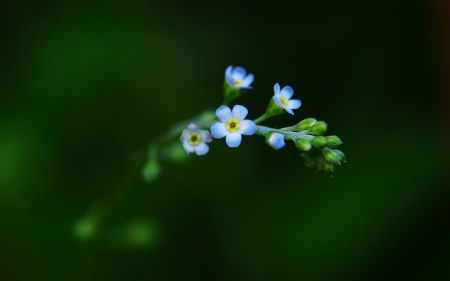 Amazing !! - green, very beautiful, blue, flower