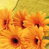 ORANGE FLOWERS ON YELLOW