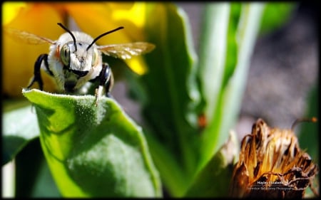 White bee - summer, wallpaper, cute, flowers, spring, bee, hd, insects, photography, macro, nature