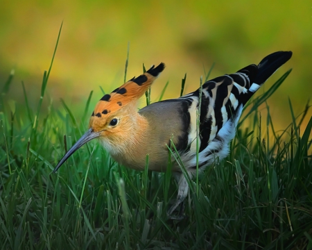 Bird - wings, grass, animals, bird