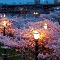 FLOWERING TREES IN PARK