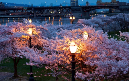 FLOWERING TREES IN PARK - photos, night time, trees, landscape, city, flowering, lights, twilight, bridge, park