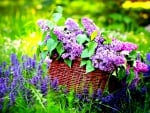 BASKET of LILAC