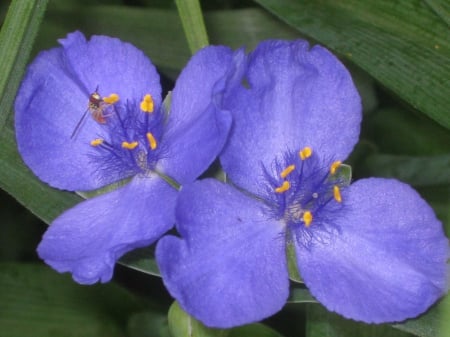 Spiderwort - nature, flowers, blossoms, purples