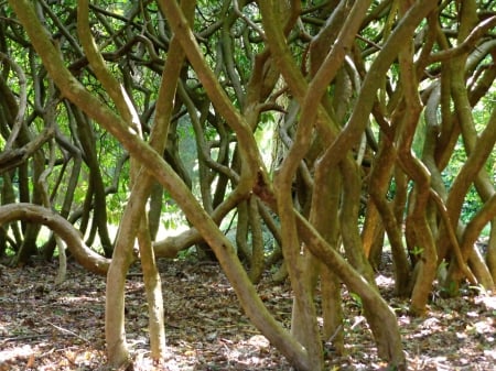 wood by Scone castle, Scotland - wood, scone, scotland, castle