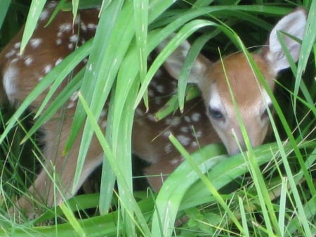 Newborn Fawn - babies, nature, animals, deer