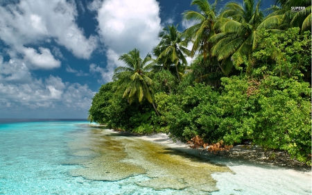 Palm Tree Lagoon - palm tree lagoon, palm tree, beach resort, lagoon, beautiful beach