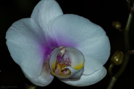 Eyes without a Face - Lightroom, orchid, beauty, flower, closeup, flowers, Canon, nature, macro