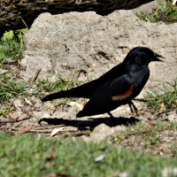 red winged black bird