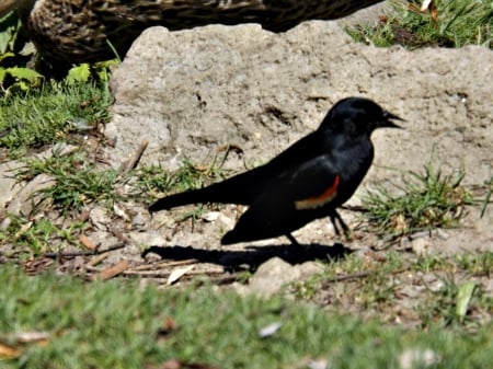 red winged black bird - red winged black bird, black, sand, bird