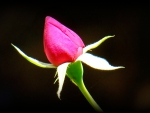 Pink Rose Bud