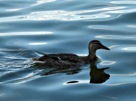 swimming along - water, duck, peaceful, blue