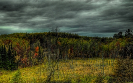 forest - fun, forest, nature, clouds