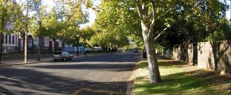 Plane Tree Avenue - avenue, plane trees, church, shadows