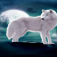 wolf in moon light