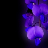 Purple & Blue Orchids :3