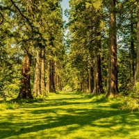 Avenue of Giant Redwoods