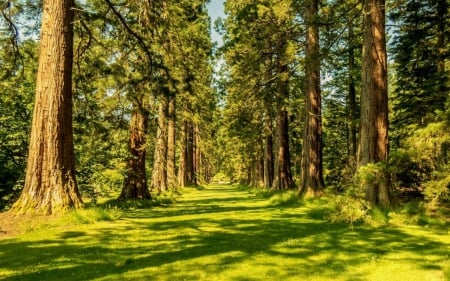 Avenue of Giant Redwoods - benmore botanic garden, trees, walkway, avenue of giant redwoods, scotland