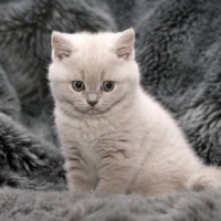 â™¥ cute little toughtful kitty â™¥