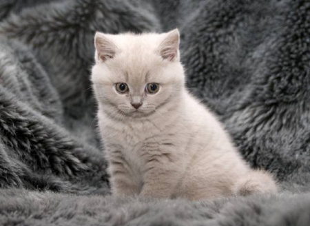 ♥ cute little toughtful kitty ♥