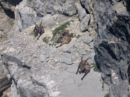 Mountain beach capricornes, Alps Slovenia - slovenia, alps, capricornes, bovski gamsovec