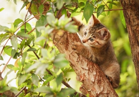 Cat - sleepy, cute, beautiful, cat, sleeping, kitty, cats, hat, cat face, paws, face, animals, pretty, beauty, sweet, kitten, lovely