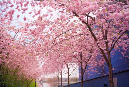 Tree - tree, cherry, pink, nature