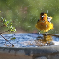 BIRD BATH FUN