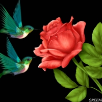 HUMMING BIRDS WITH ROSE