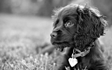 SAD LITTLE PUP - close up, puppy, adorable, sad, black and white, photos, macro, spaniel, cocker, dogs, cute