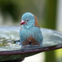 BLUE BIRD BATH