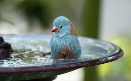 BLUE BIRD BATH - nature, birdbath, bird, blue