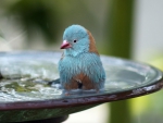 BLUE BIRD BATH