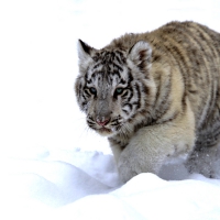 WHITE TIGER
