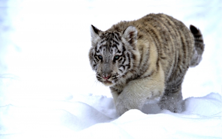 WHITE TIGER - white, winter, tiger, walk