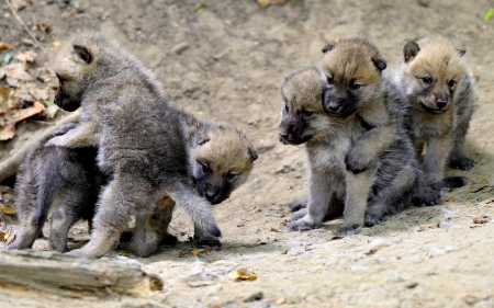 PLAYFUL PUPS